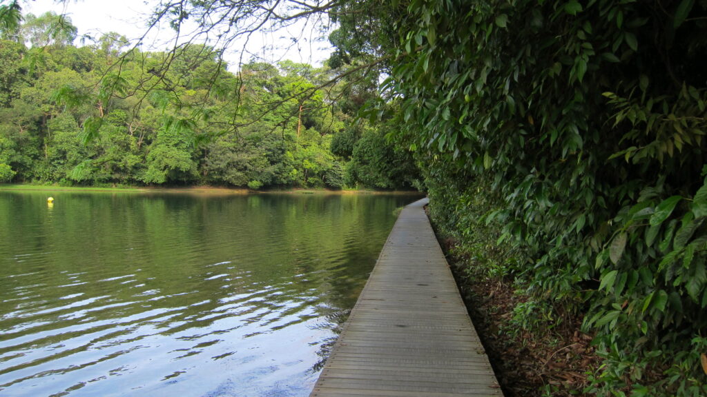 MacRitchie_Reservoir_Park_-_panoramio_(14)